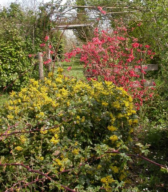 mahonia et cognassier rose Une association jaune et rouge un peu moins répandue que d'autres !