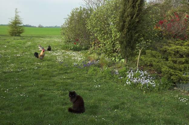 dans les fleurs