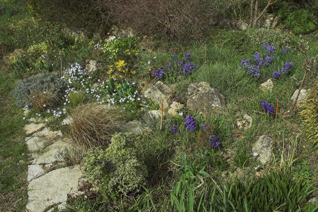 fleurs de printemps