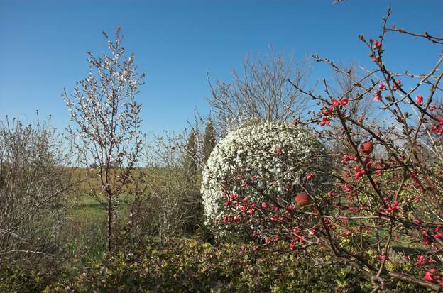 mahonia, prunier et cognassier rose 2012 Ils fleurissent à peu près en même temps, en général au début mars. Toutefois si l'hiver a été froid longtemps, comme en février 2012 (-15 plusieurs nuits de...