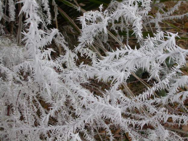 2005 12 aiguilles de glace Elles s'allongent peu à peu car le soleil ne montre plus son nez. -8 ce matin, plus froid qu'à Paris.