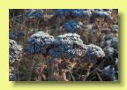 Sedum spectabile