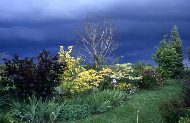 2001 05 1 l'orage de printemps va éclater. Le noyer au fond luit ; les gros buissons bien visibles : un noisetier pourpre (qui n'aime pas la sécheresse) un cornus (aurea...