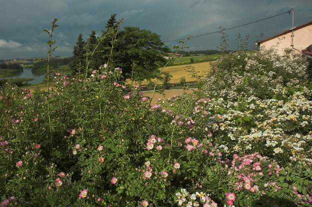 rosiers les grands rosiers lianes de la pergola juste éclairés par un rayon de soleil quand l'orage est en train d'arriver de Toulouse.