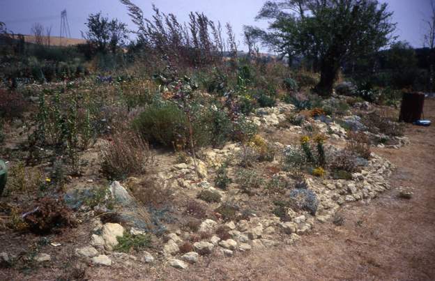 1989 07 C'est parfois un peu décourageant. Surtout au début du jardin, où on se demande s'il va survivre. Les petites plantes passent au repos, on ne voit plus que le...