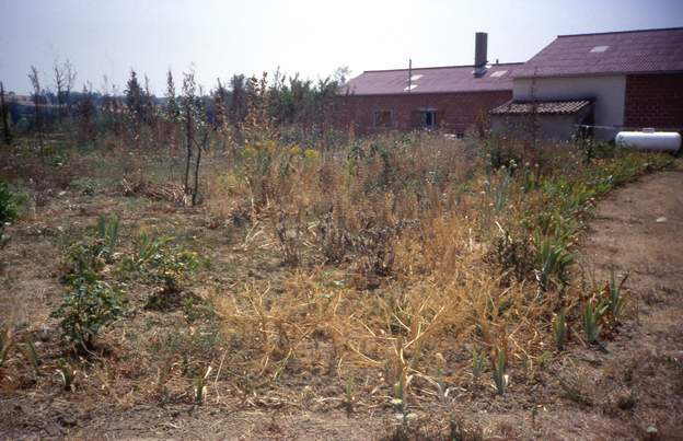 1993 Cette année là a été la première où nous avons vu le climat très dur du Lauragais. Pas d'eau de la fin juin à septembre.