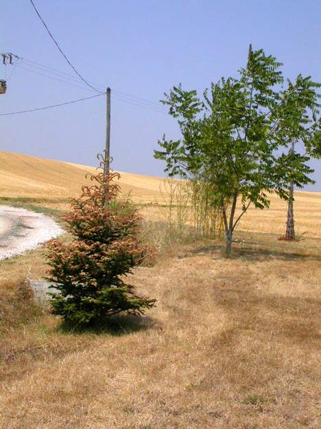 Conifère sec en 2004 Le Pin de Corée en 2004. Il s'est desséché par le haut. L'atmosphère de la canicule de 2003 est extrêmement sèche. En revanche, le noyer d'Amérique s'en fout...