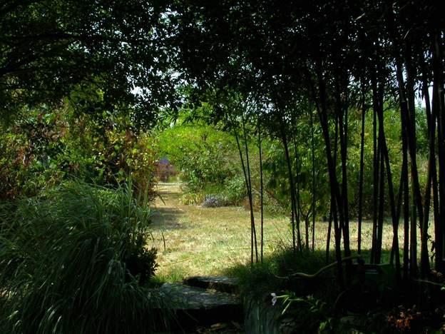 2006 bambous noirs en 2006 : Une fois que le jardin est en place, on arrive à trouver des coins qui résistent. On peut alors les multiplier en jouant sur des micro-climats et des...