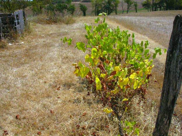 Vigne Le raisin est fourni sec sur pied. Il n'est déjà pas bon quand il pleut, mais là il devient totalement immangeable. Par la suite nous supprimerons complètement...