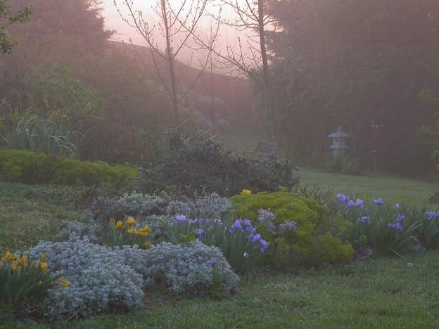 iris Dans la brume matinale. Le soleil va la dissiper.