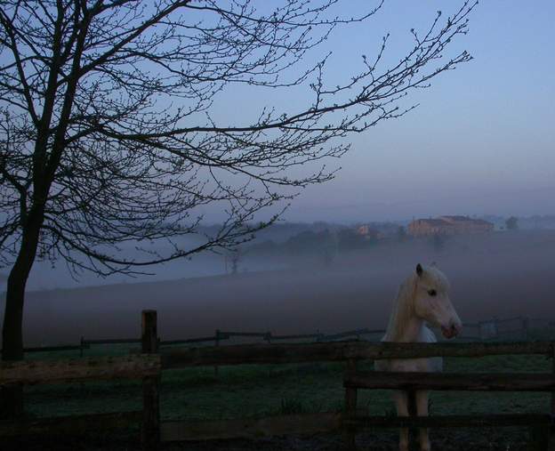 olympie Cheval blanc dans la brume hivernale.