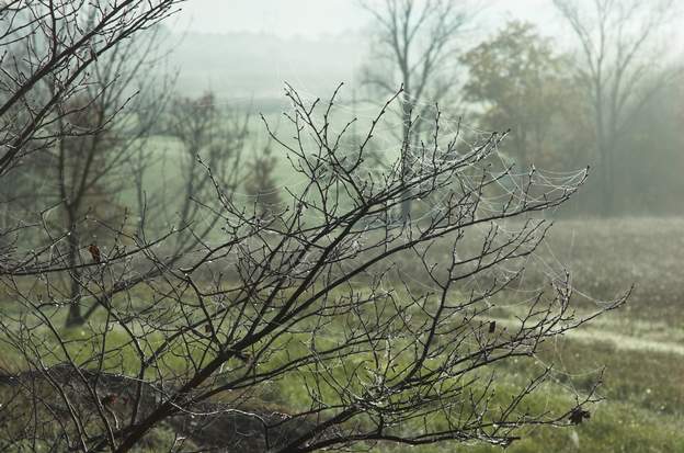 toiles Brouillard, pluie et toiles d'araignées.