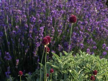 couleurs