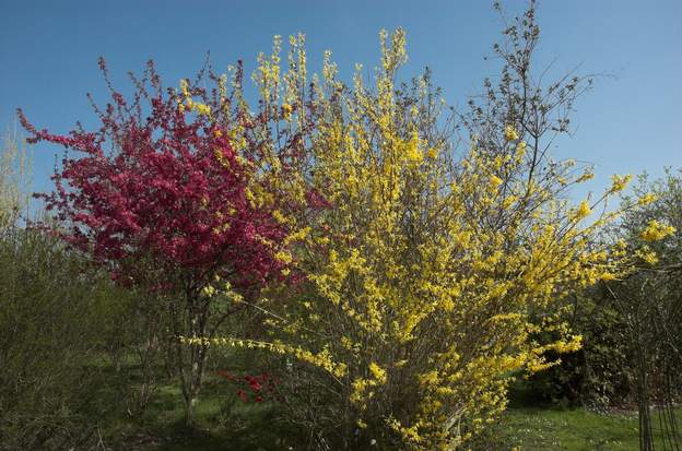 Forsythia pommier 2011