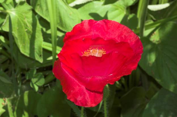 coquelicot