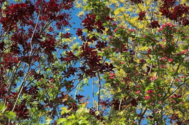 cotinus pommier poirier trois arbres dont les feuillages et les fleurs se mélangent au printemps.