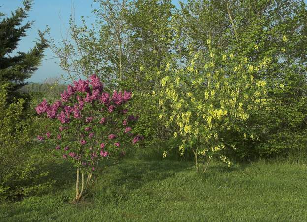 lilas cytise Les arbres derrière cette photo viennent d'être abattus, on va compléter l'ensemble avec des arbustes qui fleurissent en même temps et dans la même game de...