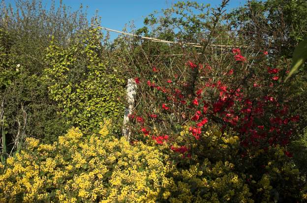 mahonia cognassier Magnolia aquifolium sur fond de Chaenomeles japonica : ils fleurissent ensemble, l'un fait un rectangle brutal de fleurs jaunes (il est taillé en forme de...