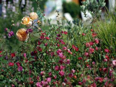 Mélanges de couleurs variées