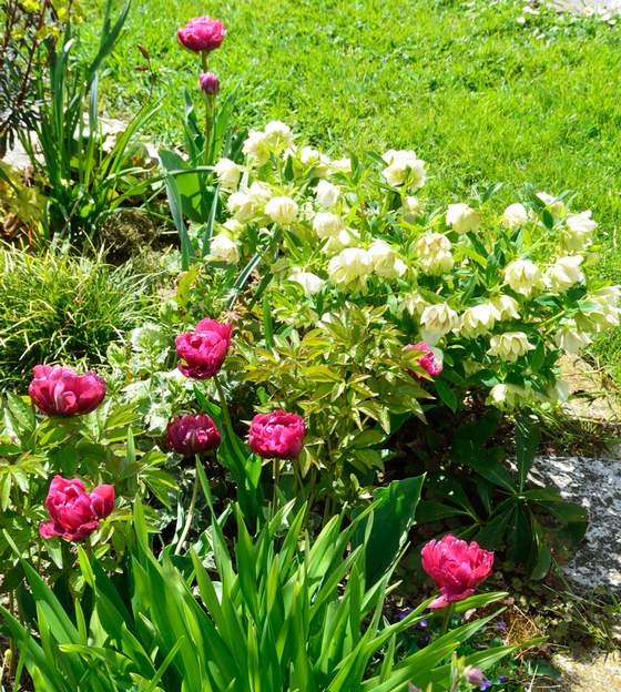 Tulipes et hellébore Ces tulipes violettes vont particulièrement bien avec cet hellébore orientalis 'Double Ellen White Spotted'.