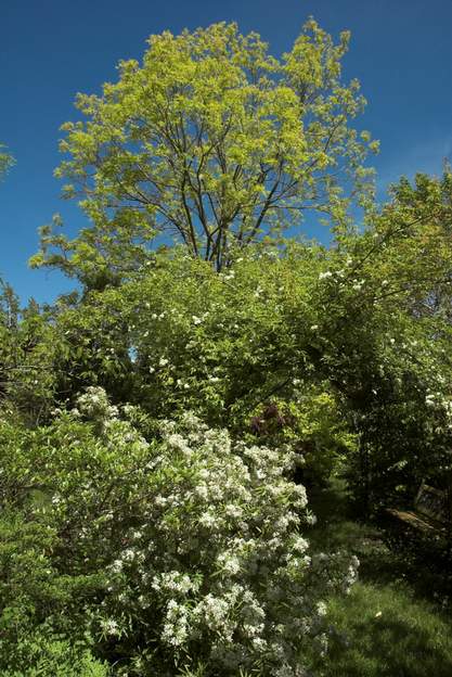 Différents étages. Astek Pearl, le banks blanc et l'acacia doré ( Robinia pseudoacacia 'Frisia' )