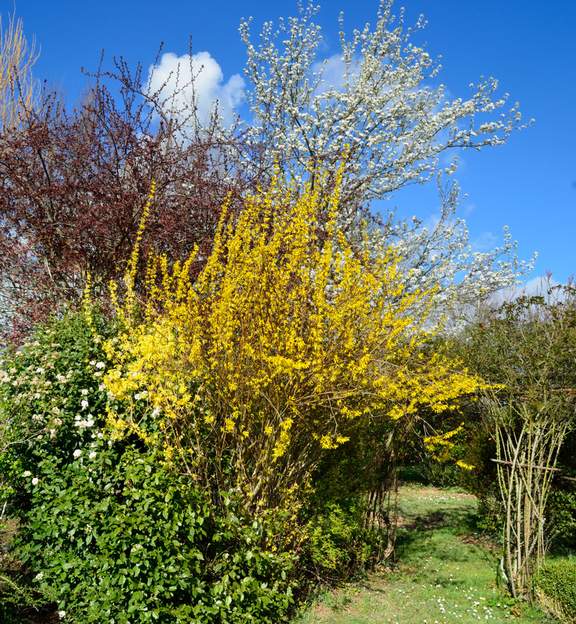 Poirier et forsythia