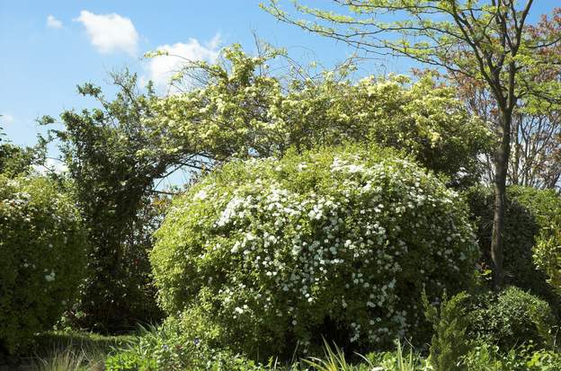 Spirée vanhouttei et Banks lutea.