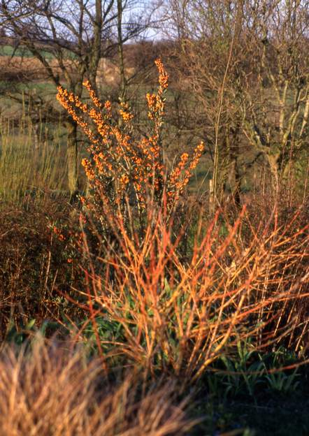 autommne Cornouiller et pyracantha, un ensemble de couleur très intéressant