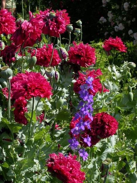 delphinium et pavots