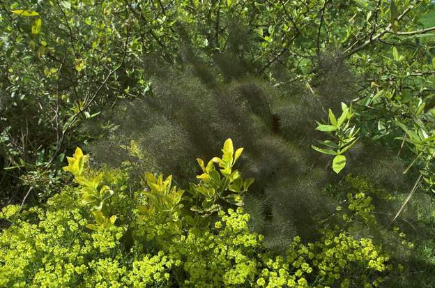 euphorbe fusain et fenouil L'euphorbe petit cyprès est un excellent couvre-sol, à travers lequel le fusain doré et le fenouil bronze passent sans difficulté, joli mélange de printemps.