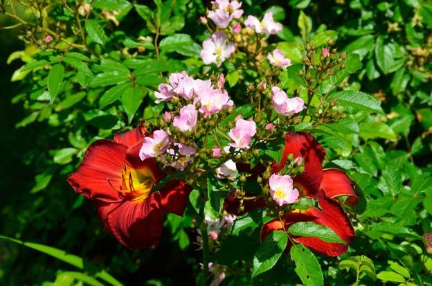 Hemerocalle et rosier Un des rares hybrides locaux remontants, ce qui est super pour mettre en valeur l'hémérocalle Hunter's Torch