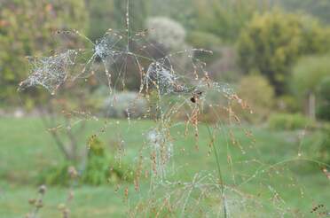 Feuilles et toiles après la pluie Les toiles d'araignées sont particulièrement visibles quand il vient de pleuvoir.