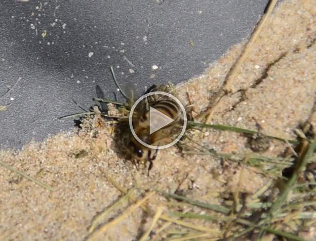 Abeille dans le sable Pendant quelques jours quand le soleil brillait, des dizaines d'abeilles venaient trafiquer dans le sable. Après moultes consultations nous avons compris ce...