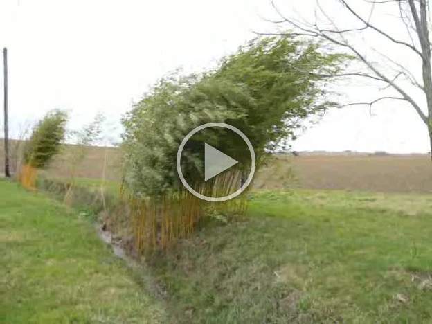 Tempête Janvier 2009, 120 km/h ! ça bouscule. Très peu de dégâts en fait. Les bambous plient, mais aucun arbre ne s'est rompu, ils ont l'habitude du vent d'autan !...