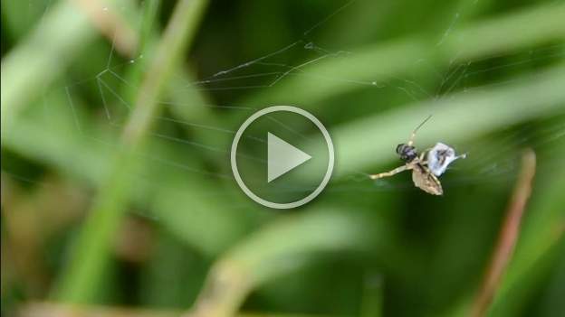 Capture d'insecte par Uloborus Cette araignée est très spéciale, car elle n'a pas de glande à venin. Elle ne peut pas empoisonner sa proie et doit donc l'emmailloter très soigneusement pour...