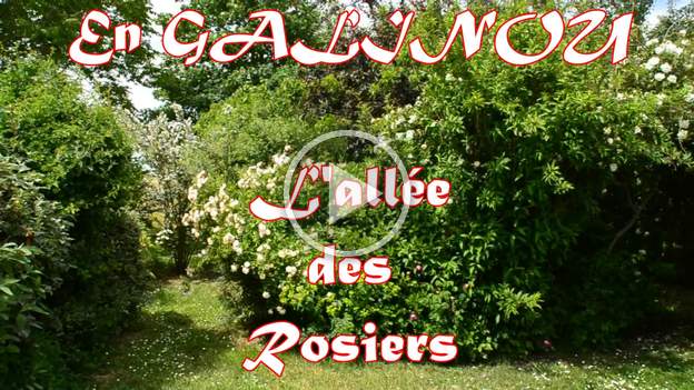 L'allée des roses mai 2014 L'année dernière on a décidé de créer des murs latéraux le long de l'allée, afin que les roses soient visibles latéralement, parce que ne les voir qu'au dessus...