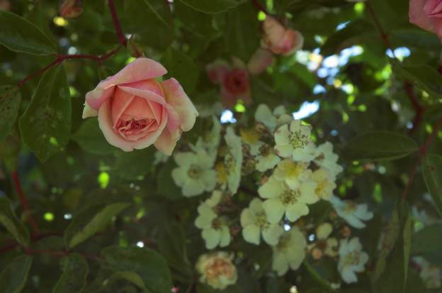 roses dans l'ombre