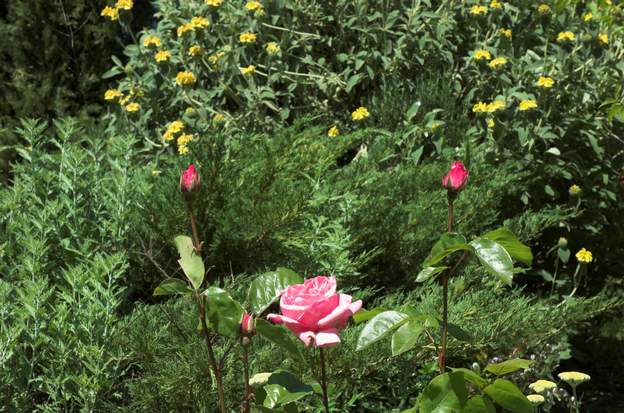 roses et phlomis