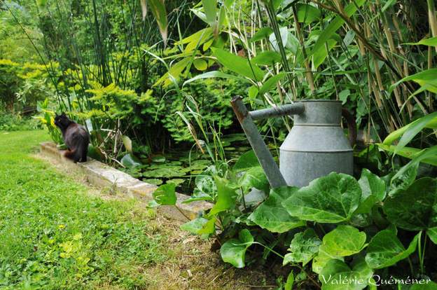 VQ15 Résidence des plantes aquatiques