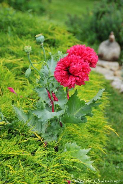 VQ18 Un peu de rose dans tout ce vert