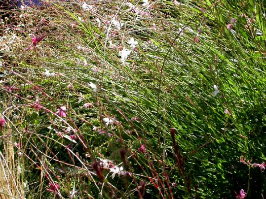 Jolies fleurs