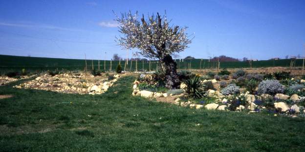 1989 05 Printemps de 1989. La rocaille grise est à gauche de l'amandier, et la rocaille centrale à droite. On voit surtout les pierres, ça met mon travail en valeur !