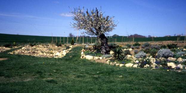 1989 05 Printemps de 1989. La rocaille grise est à gauche de l'amandier, et la rocaille centrale à droite. On voit surtout les pierres, ça met mon travail en valeur !