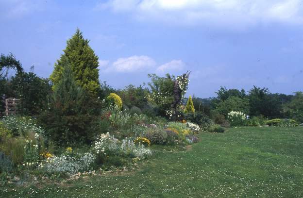 1996 06 Le cyprès (Cupressus macrocarpa 'Goldcrest') dépasse maintenant l'amandier.