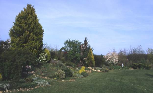 1999 04 Là on voit bien la structure donnée par les conifères, depuis le cyprès, avec à son pied, du côté droit, un Thuya orientalis 'Aurea Nana' beaucoup plus lent à...