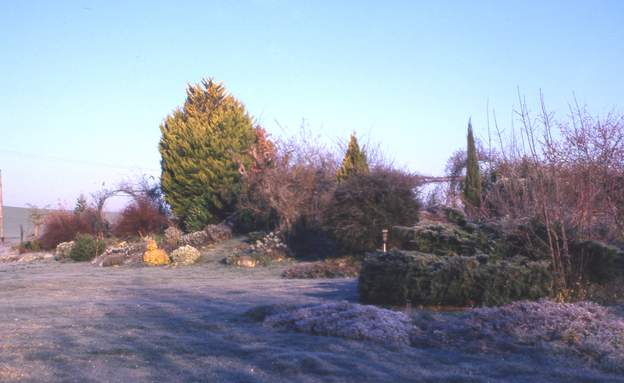 2003 01 le jardin dans le frimas matinal. Là on voit bien que le cyprès va mal, pourtant la sécheresse de l'été 2003 n'a pas encore frappé !