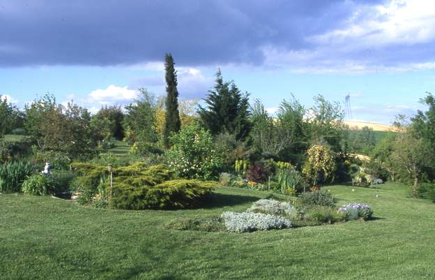 1999 05 Le saule (à droite) est mort, un rosier banks l'a recouvert. C'est le début de la partie 