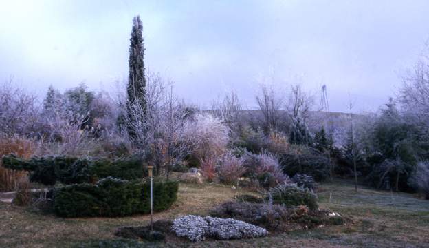 2002 02 En hiver les conifères sont vraiment la base de la structure. On taille le genévrier en cercle afin de laisser le passage. Et puis tiens, on va en faire un...
