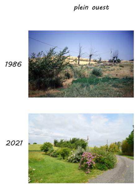 La limite ouest du jardin À notre arrivée des mauvaises herbes et feu des ormes.