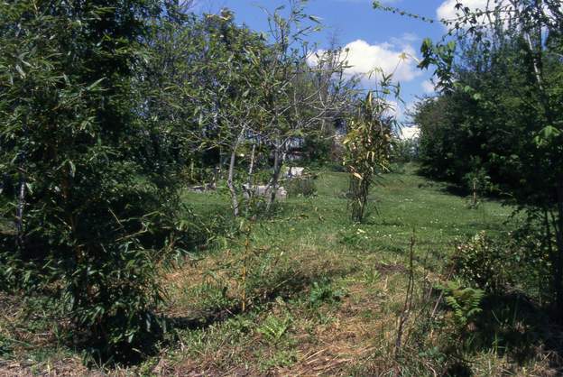 2000 03 Au premier plan une jeune pousse de Phyllostachys bambusoides 'castillonis' futur bambou géant, on verra bien ce qu'il fait contre le vent d'autan. Le buisson...